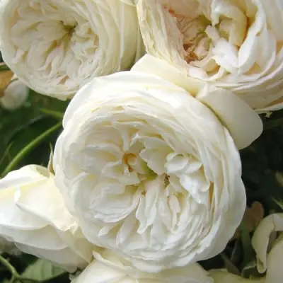 Роза АРТЕМИС шраб в Колодищи