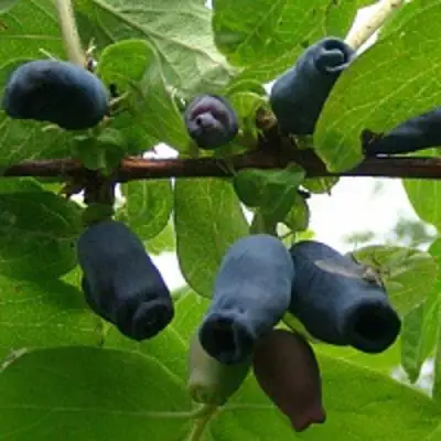 Жимолость съедобная НАРЫМСКАЯ в Колодищи