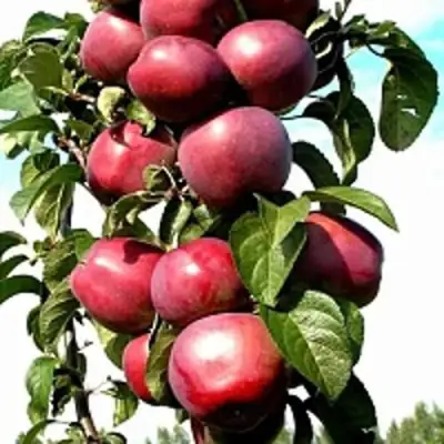 Яблоня МОСКОВСКОЕ ОЖЕРЕЛЬЕ колонновидная в Колодищи