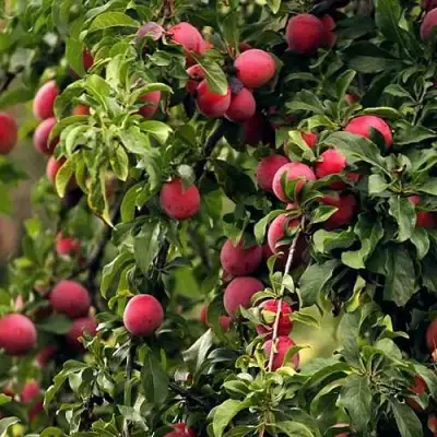 Слива КЛЕОПАТРА в Колодищи