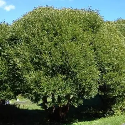 Ива ломкая  в Колодищи