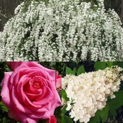 Комплект ВЕЧНАЯ КЛАССИКА в Колодищи