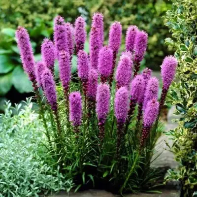 Лиатрис РОЗЕА колосковая в Колодищи