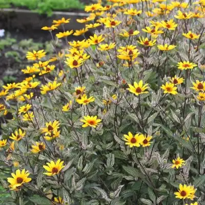 Гелиопсис САММЕР ПИНК в Колодищи