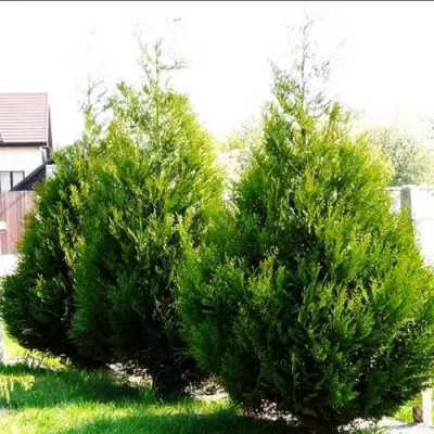 Туя АТРОВИРЕНС складчатая в Колодищи