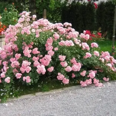 Роза БОНИКА флорибунда в Колодищи