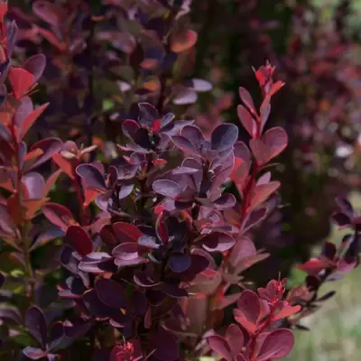 Барбарис ХЕЛМОНД ПИЛЛАР тунберга в Колодищи