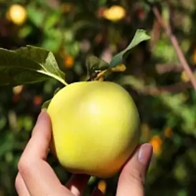 Яблоня РОССИЯНКА в Колодищи