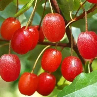 Гуми ТАИСА (ЛОХ МНОГОЦВЕТКОВЫЙ) в Колодищи