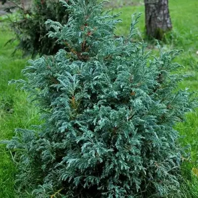 Кипарисовик БЕБИ БЛЮ горохоплодный в Колодищи