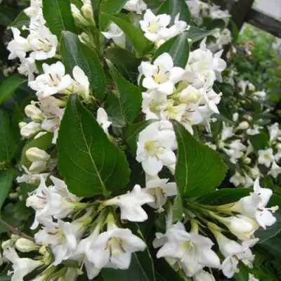 Вейгела БРИСТОЛЬСКАЯ СНЕЖИНКА в Колодищи