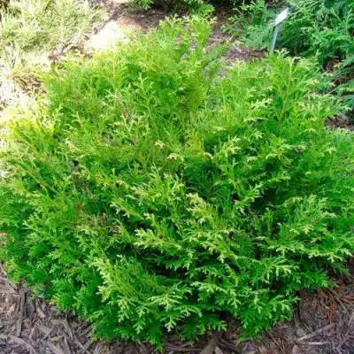 Туевик НАНА долотовидный  в Колодищи