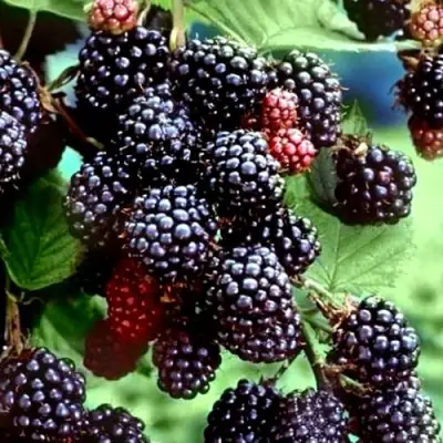 Ежевика ЭВЕРГРИН бесшипная  в Колодищи