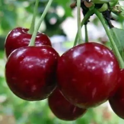 Вишня ГРИОТ БЕЛОРУССКИЙ в Колодищи