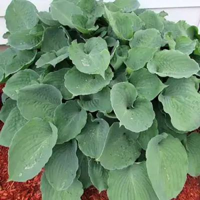 Хоста МУНЛАЙТ СОНАТА гибридная в Колодищи