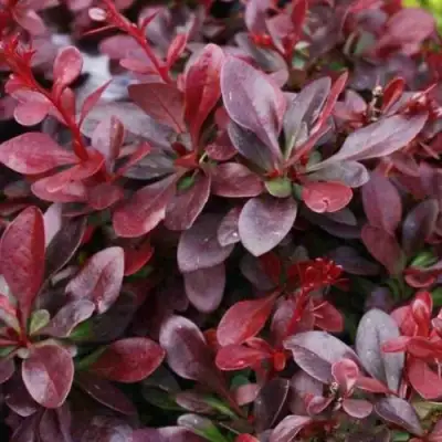 Барбарис АТРОПУРПУРЕА НАНА тунберга в Колодищи