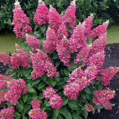 Гортензия МЕГА МИНДИ метельчатая в Колодищи