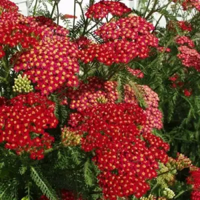 Тысячелистник ПАПРИКА обыкновенный в Колодищи