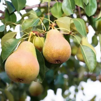 Груша ВЫСТАВОЧНАЯ в Колодищи