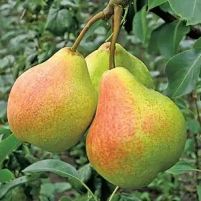 Груша ПАМЯТЬ ЯКОВЛЕВА в Колодищи