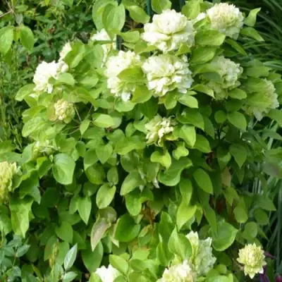 Клематис КОХАНА в Колодищи