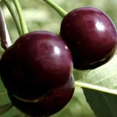 Дюк КСЕНИЯ (ЧЕРЕВИШНЯ) в Колодищи