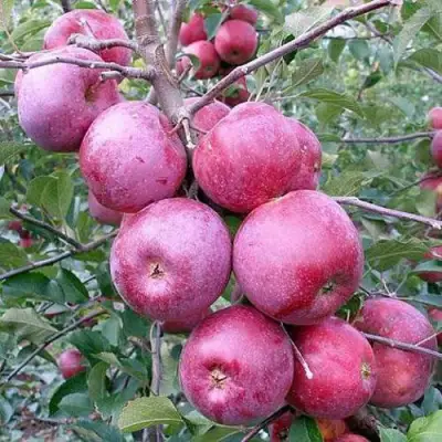 Яблоня ФЛОРИНА в Колодищи