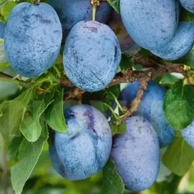 Слива ОДА в Колодищи