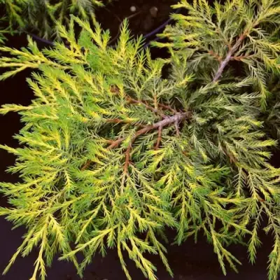 Можжевельник КИНГ ОФ СПРИНГ средний в Колодищи