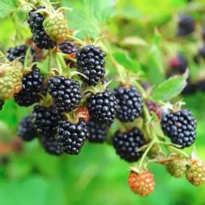 Ежевика АПАЧИ бесшипная  в Колодищи