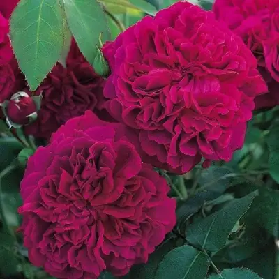 Роза ВИЛЬЯМ ШЕКСПИР английская в Колодищи