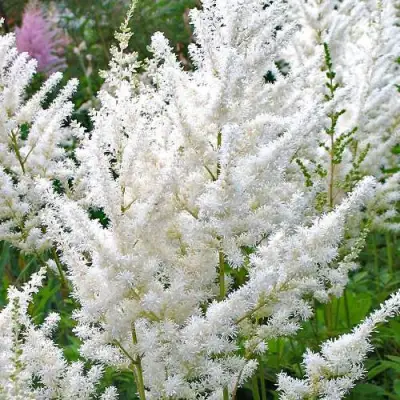 Астильба ДИАМАНТ Арендса в Колодищи