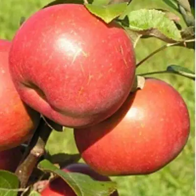 Яблоня РЕДКРАФТ в Колодищи