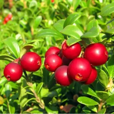 Брусника садовая РЕД ПЕРЛ в Колодищи