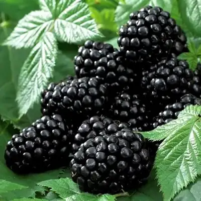 Ежевика БЛЭК БЬЮТИ в Колодищи