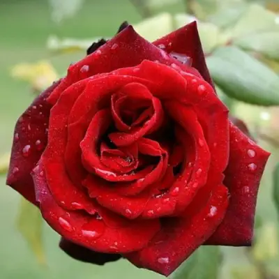 Роза ТАБУ чайно-гибридная в Колодищи