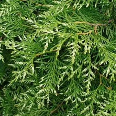 Туя СМАРАГД ВАРИЕГАТА западная в Колодищи
