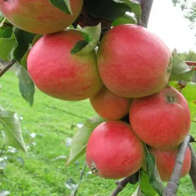 Яблоня ПИККОЛО в Колодищи
