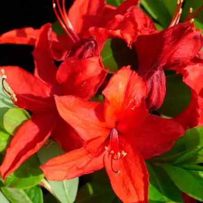 Азалия НАБУКО листопадная в Колодищи