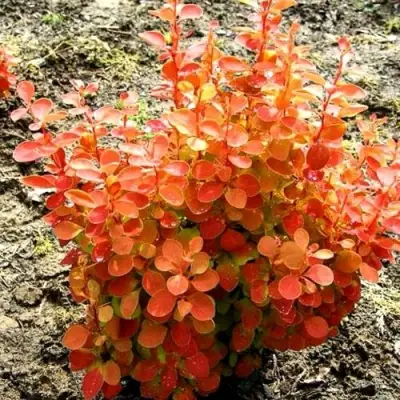 Барбарис ОРАНЖ ФАЙЕР тунберга в Колодищи