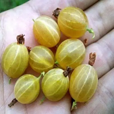 Крыжовник ЯРОВОЙ в Колодищи