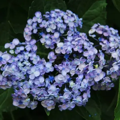 Гортензия АИША крупнолистная  в Колодищи