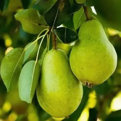 Груша СЕВЕРЯНКА колонновидная в Колодищи