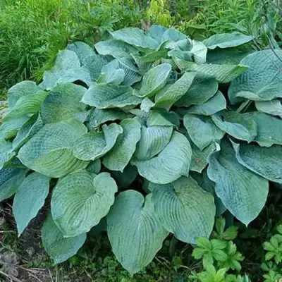 Хоста ЭЛЕГАНС Зибольда в Колодищи