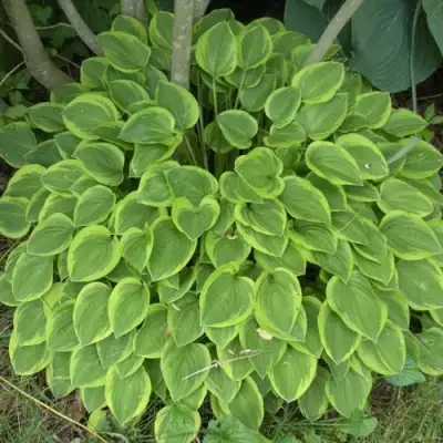 Хоста ГОЛДЕН ТИАРА в Колодищи