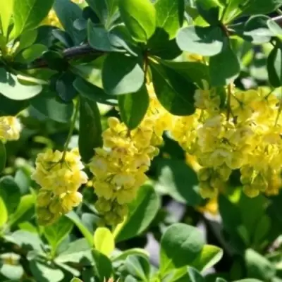 Барбарис ИНДИАН САММЕР  в Колодищи