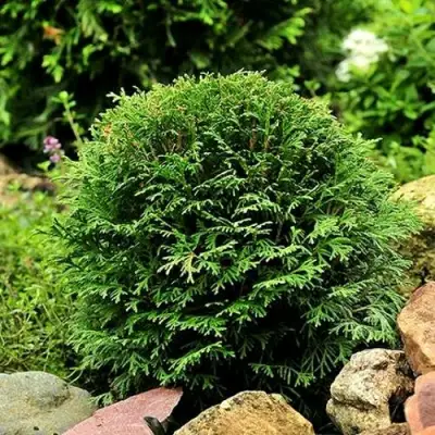 Туя ДАНИКА западная в Колодищи