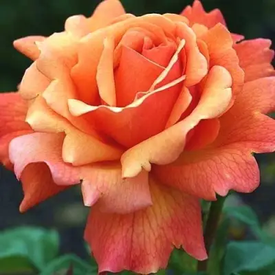 саженцы розы Изи Даз Ит