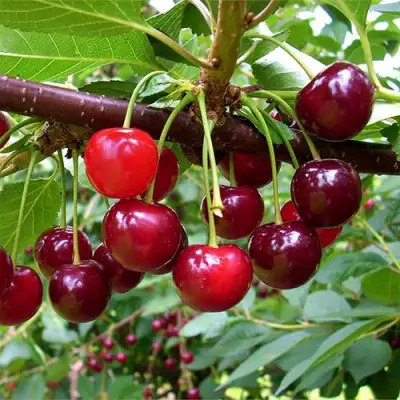 Вишня БРУСНИЦЫНА степная в Колодищи