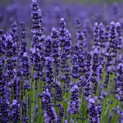 Лаванда МАНСТЕД узколистная в Колодищи